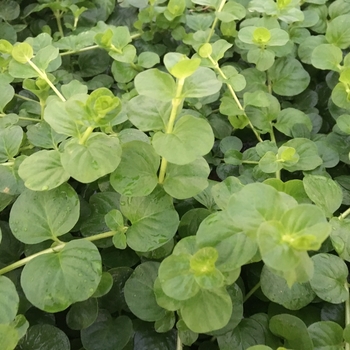 Lysmachia nummularia - Moneywort