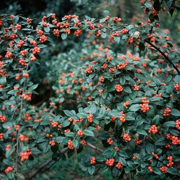 Cotoneaster lacteus - Parney Cotoneaster