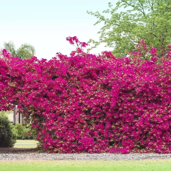 Bougainvillea - Bougainvillea (STAKED)