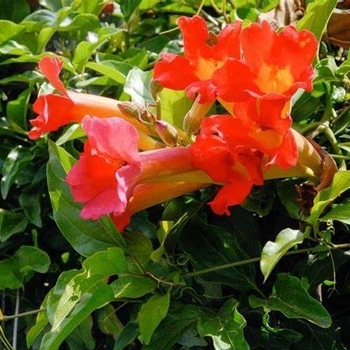 Distictis buccinatoria - Red Trumpet Vine