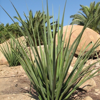Furcraea macdougalii - Agave