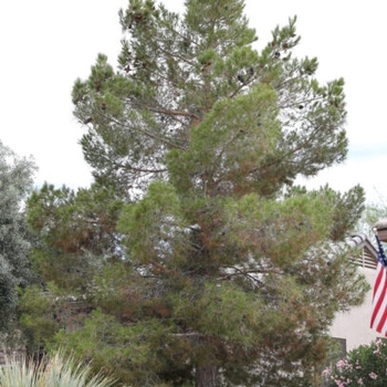 Pinus eldarica - Afghan Mondell Pine