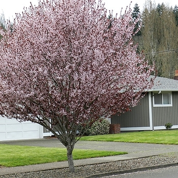Prunus cerasifera - 'Krauter Vesuvius' Purple Leaf Plum