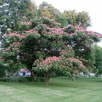 Albizia julibrissin - Mimosa