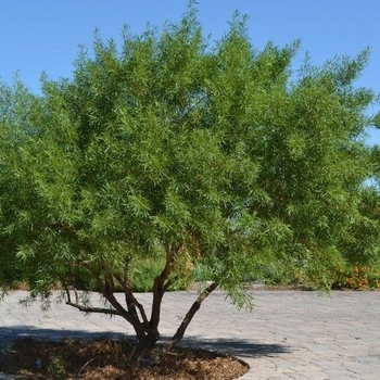 Rhus Lancea - African Sumac