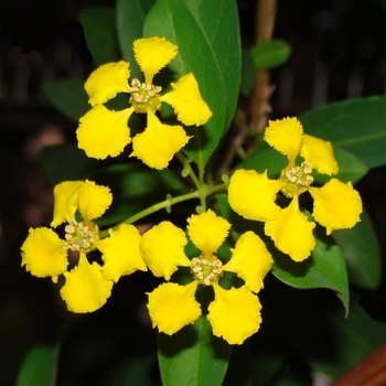 Callaeum macropterum - Yellow Orchid Vine