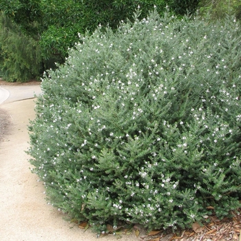 Westringia fruticosa - Coast Rosemary
