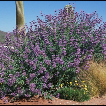 Salvia clevelandii - Cleveland Sage