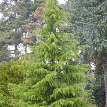 Cedrus deodara - Deodar Cedar