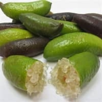 Citrus australasica - Australian Finger Lime