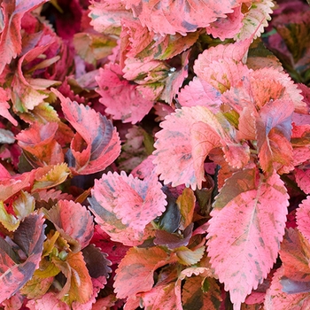 Acalypha - 'Multiple Varieties' Copperleaf