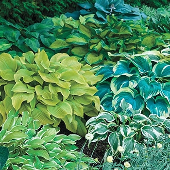 Hosta - Hosta, Plantain Lily