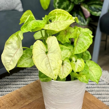 Syngonium podophyllum - Arrowhead Plant