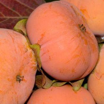 Diospyros kaki - 'Jiro' Persimmon (Fuyu)