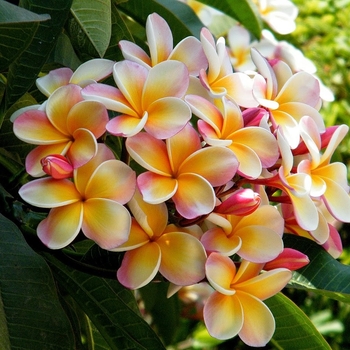 Plumeria - Assorted Frangipani
