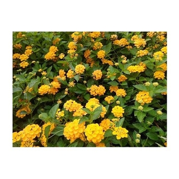 Lantana montevidensis - Trailing Lantana