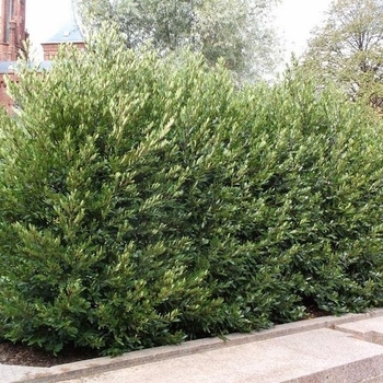Prunus caroliniana - 'Bright 'N Tight&trade;' Carolina Laurel