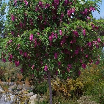 Robinia pseudoacacia - 'Purple robe' Black Locust