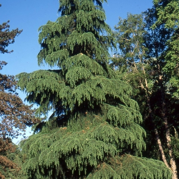 Cedrus deodara - Deodar Cedar