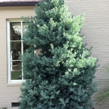 Podocarpus elongatus - Icy Blue Podocarpus