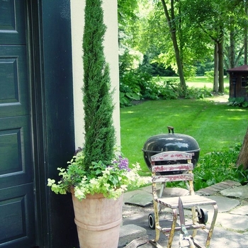 Cupressus sempervirens - 'Tiny Tower&reg;' Italian Cypress