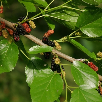 Morus nigra - Dwarf Black Mulberry