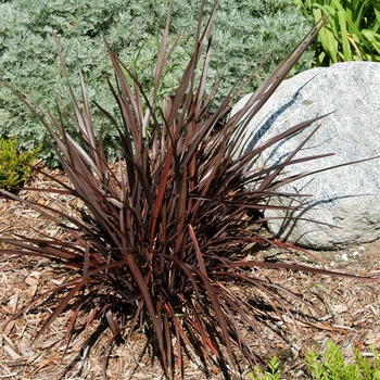 Phormium tenax - 'Jack Spratt' New Zealand Flax