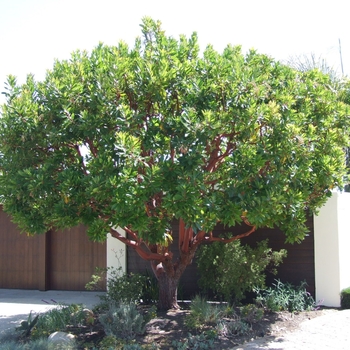 Arbutus - 'Marina' Strawberry Tree