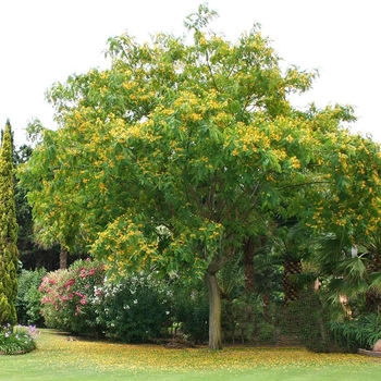 Tipuana tipu - Tipu Tree