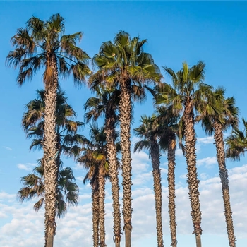 Washingtonia robusta - Mexican Fan Palm