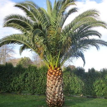 Phoenix canariesis - Canary Island Date Palm