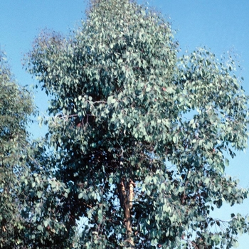 Eucalyptus polyanthemos - Silver Dollar Red Box