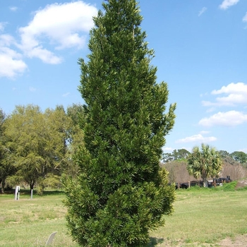 Podocarpus macrophyllus - Yew Podocarpus