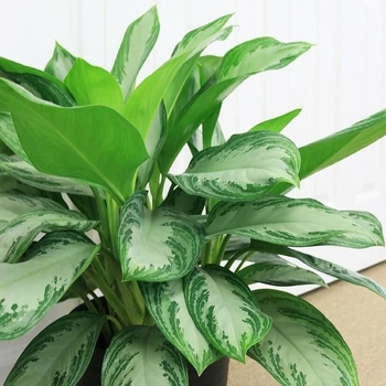 Aglaonema - Chinese Evergreen
