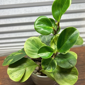 Peperomia obtusifolia - Baby Rubber Plant