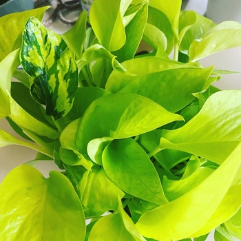 Epipremnum aureum - 'Neon' Pothos