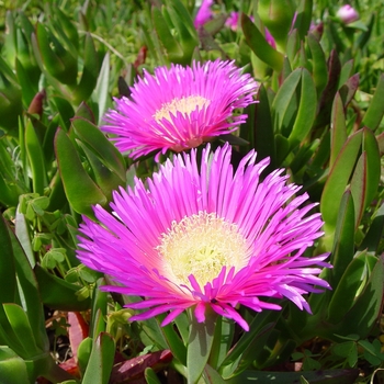 Carpobrotus edulis - Highway Iceplant