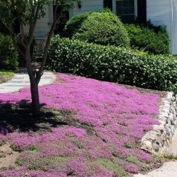Thymus praecox - Creeping Thyme