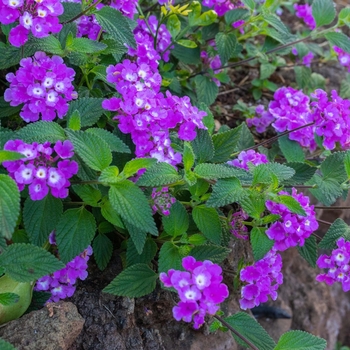 Lantana montevidensis - Trailing Lantana