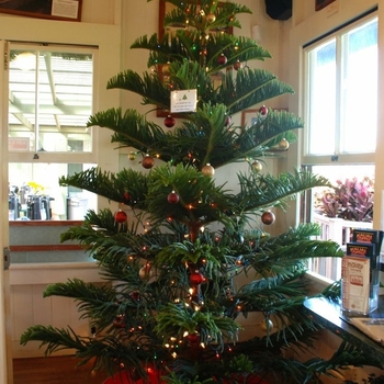 Araucaria heterophylla - Norfolk Island Pine