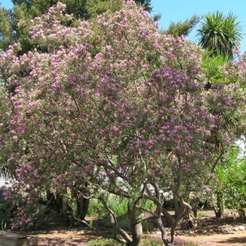 Chilopsis linearis - Desert Willow