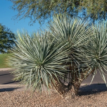 Yucca rostrata - Beaked Blue Yucca