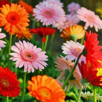 Mixed Color (All Varieties) - Gerber Daisy