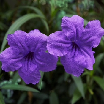Ruellia brittoniana - 'Purple Showers' Mexican Petunia