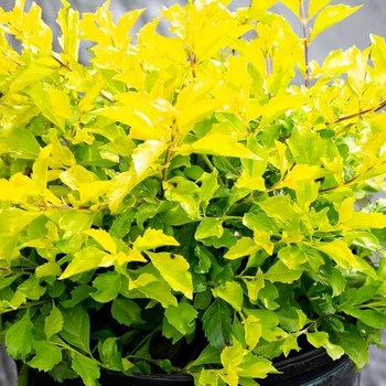 Duranta erecta - Duranta Gold Mound