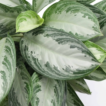 Aglaonema - 'Silver Bay' Chinese Evergreen