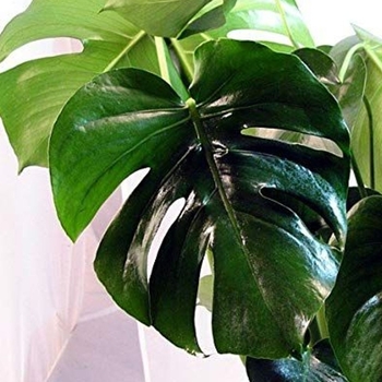 Monstera deliciosa - Split-leaf Philodendron