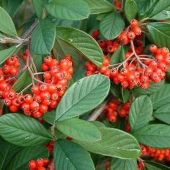 Cotoneaster franchetii - Cotoneaster
