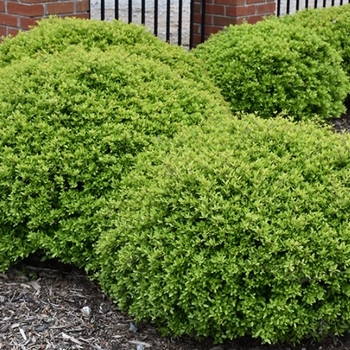 Ilex vomitoria - 'Stoke's Dwarf' Dwarf Yaupon Holly