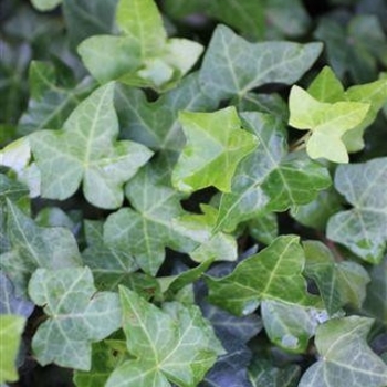 Hedera helix - 'Hahn's' Hahn's Ivy